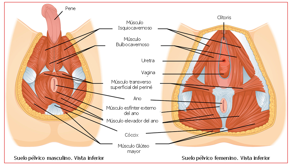 8 Tips para el beneficio de fortalecer el suelo pélvico con juguetes sexuales Uncategorized