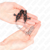 img_186746_a98b3a081567cf3401f912f945b08485_1.png KINK - PINZAS PARA PEZONES PLANAS NEGRO CON CADENA PLATEADO 30 CM